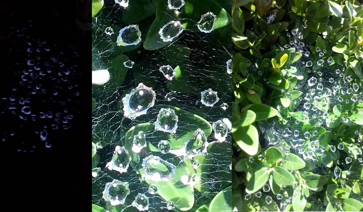 ....am Tage sah es dann so aus: Wassertropfen die sich in einem Spinnennetz gefangen hatten, über einer Pflanze ausgebreitet....