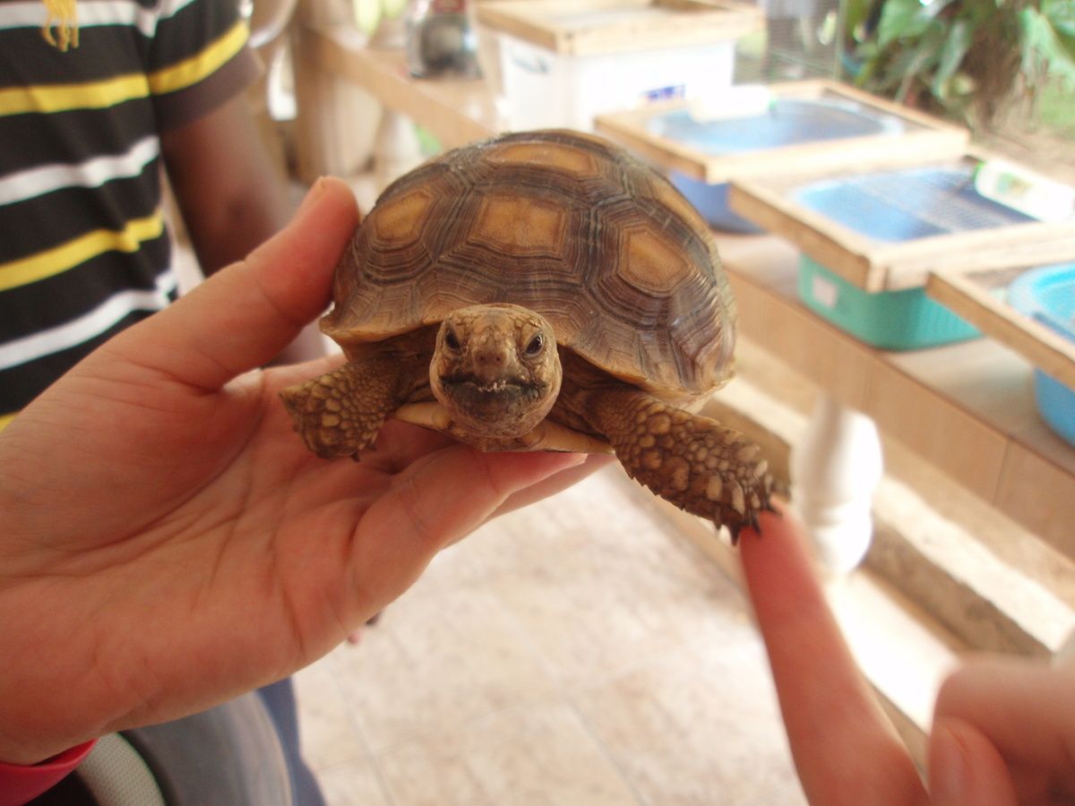 rencontre togo