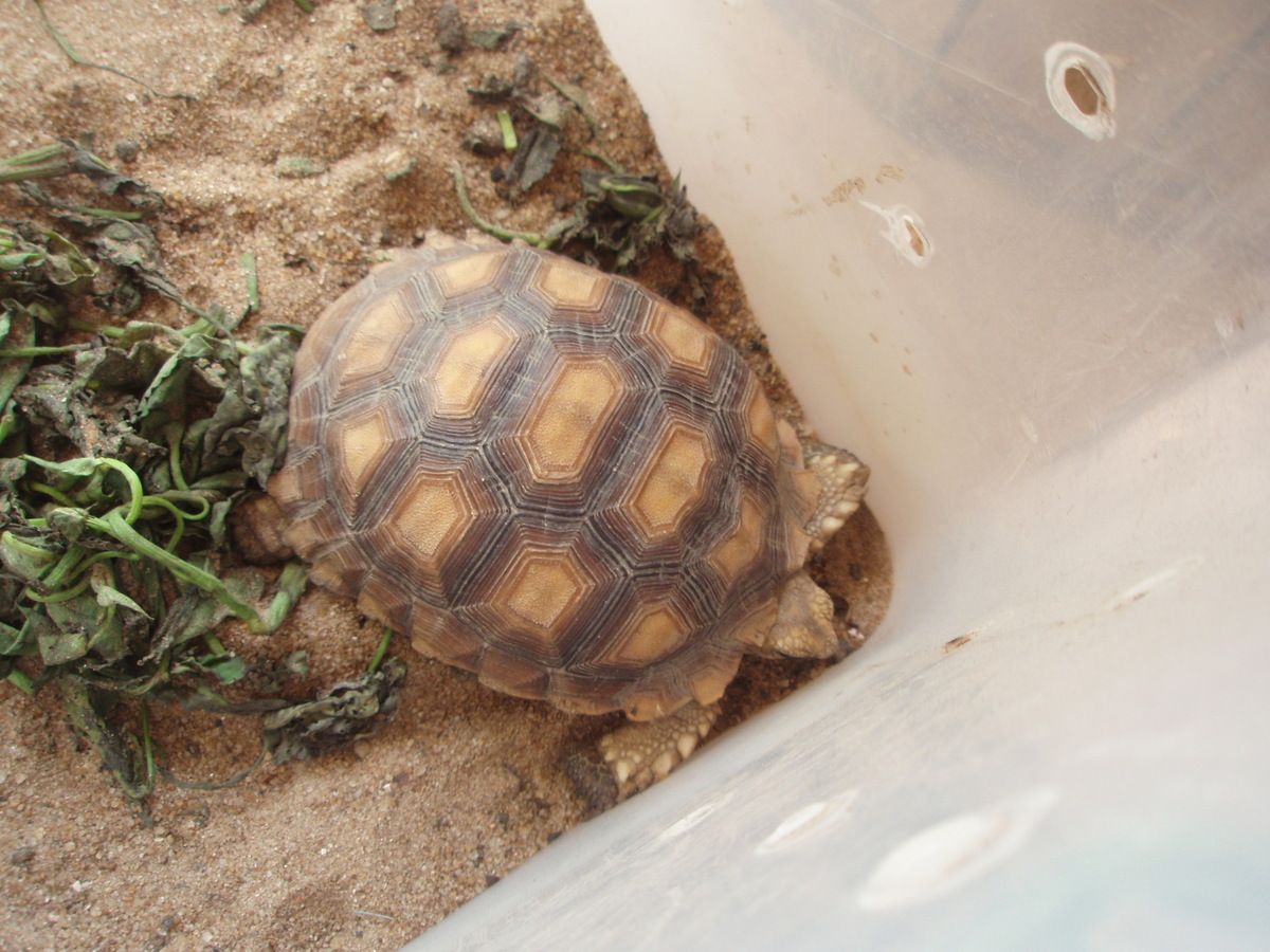 site rencontre animaux