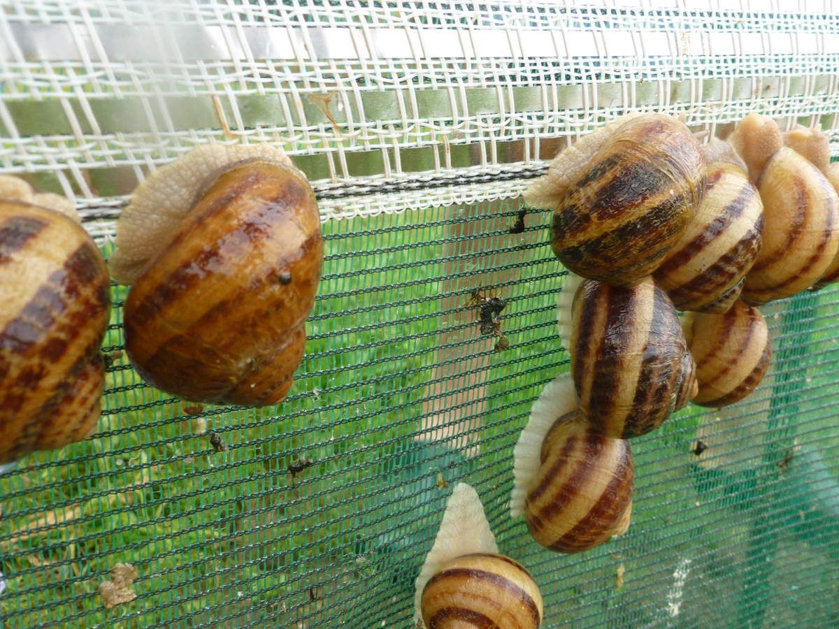 cloture electrique escargot