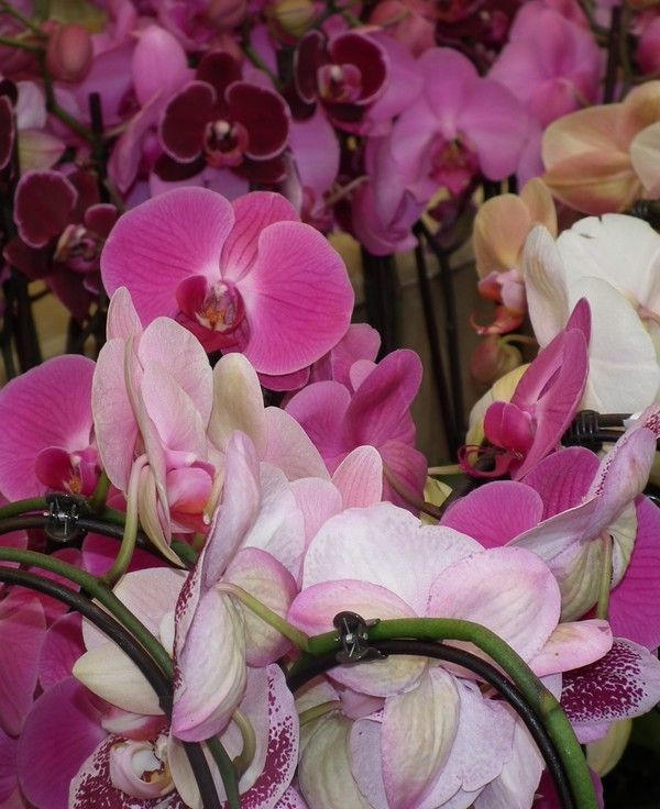Une exposition d'orchidées
