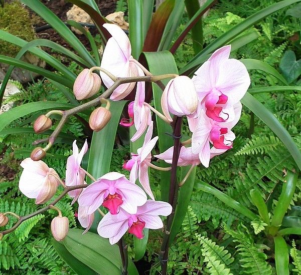 Une exposition d'orchidées