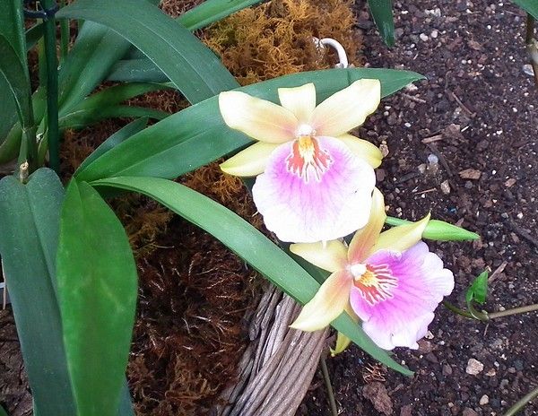 Une exposition d'orchidées