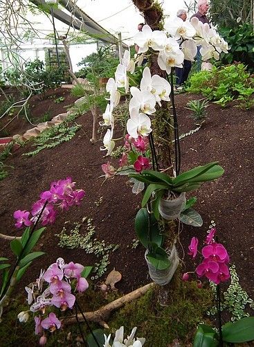 Une exposition d'orchidées