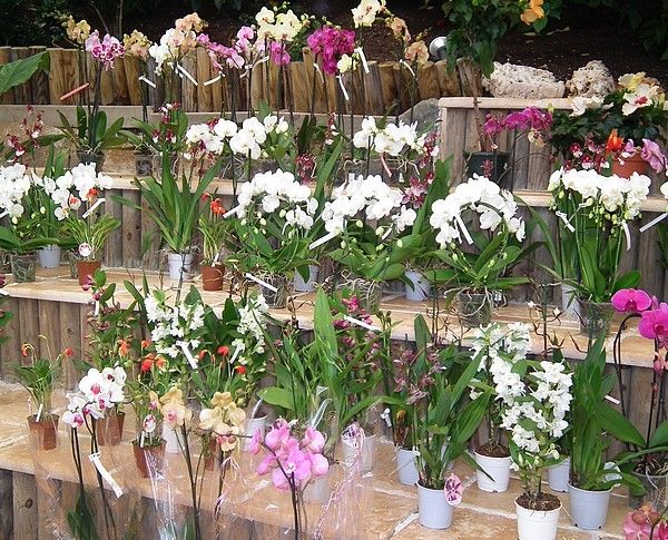 Une exposition d'orchidées