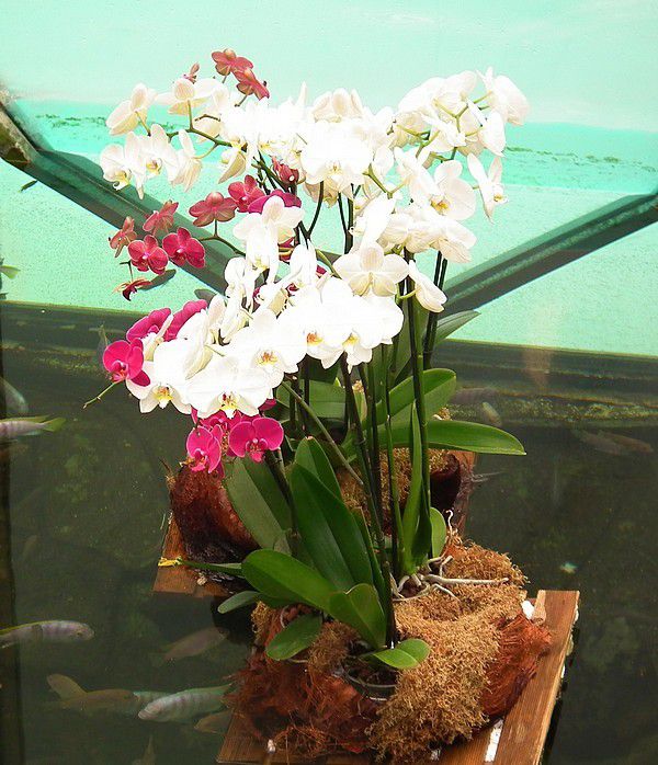 Une exposition d'orchidées