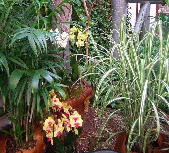 Une exposition d'orchidées