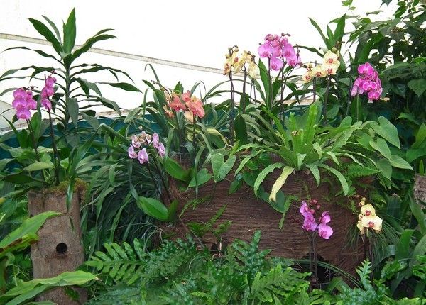 Une exposition d'orchidées