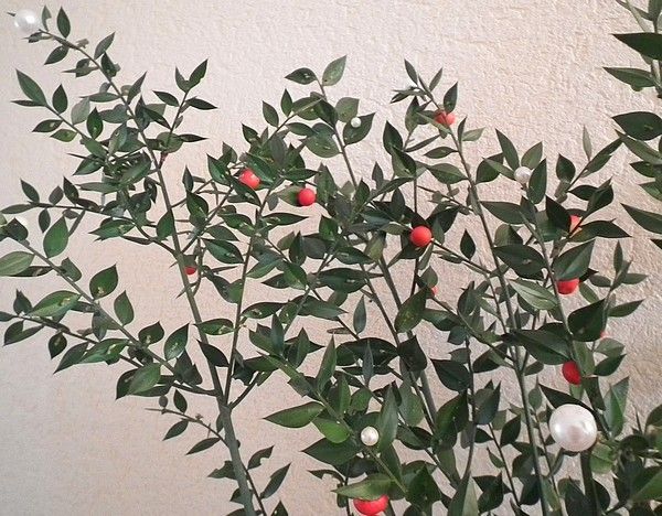 Margaux et ses fleurs... Houx et Fragonnette ...