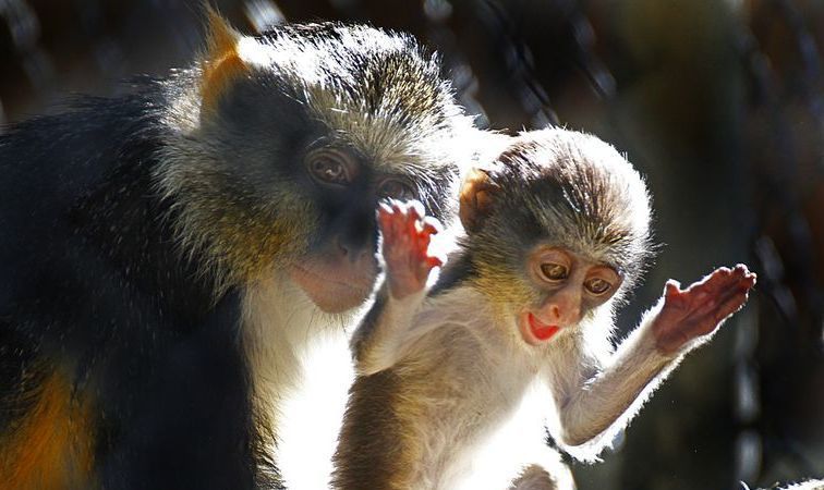 Du jamais vu. Un singe s’improvise « sage-femme » et sauve une congénère