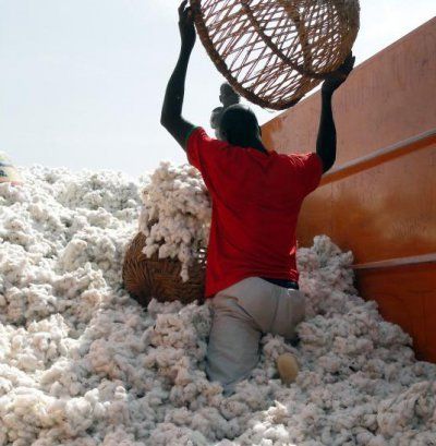 #Monsanto / Exit le coton OGM Bt pour le Burkina Faso...