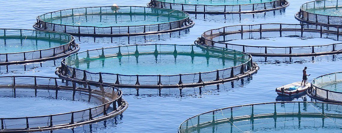 Afrique: Le développement rapide de l'aquaculture améliore la nutrition grâce aux micronutriments, selon la FAO