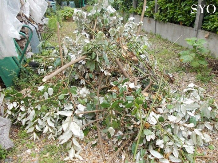 Petite Haie En Bois : Encore un peu de taille de haie…..Petit bois et compostage Petite Haie En Bois : Encore un peu de taille de haie…..Petit bois et compostage