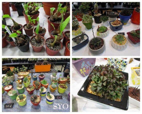 Expo-Vente de Cactus et Plantes Succulentes à Tiercé
