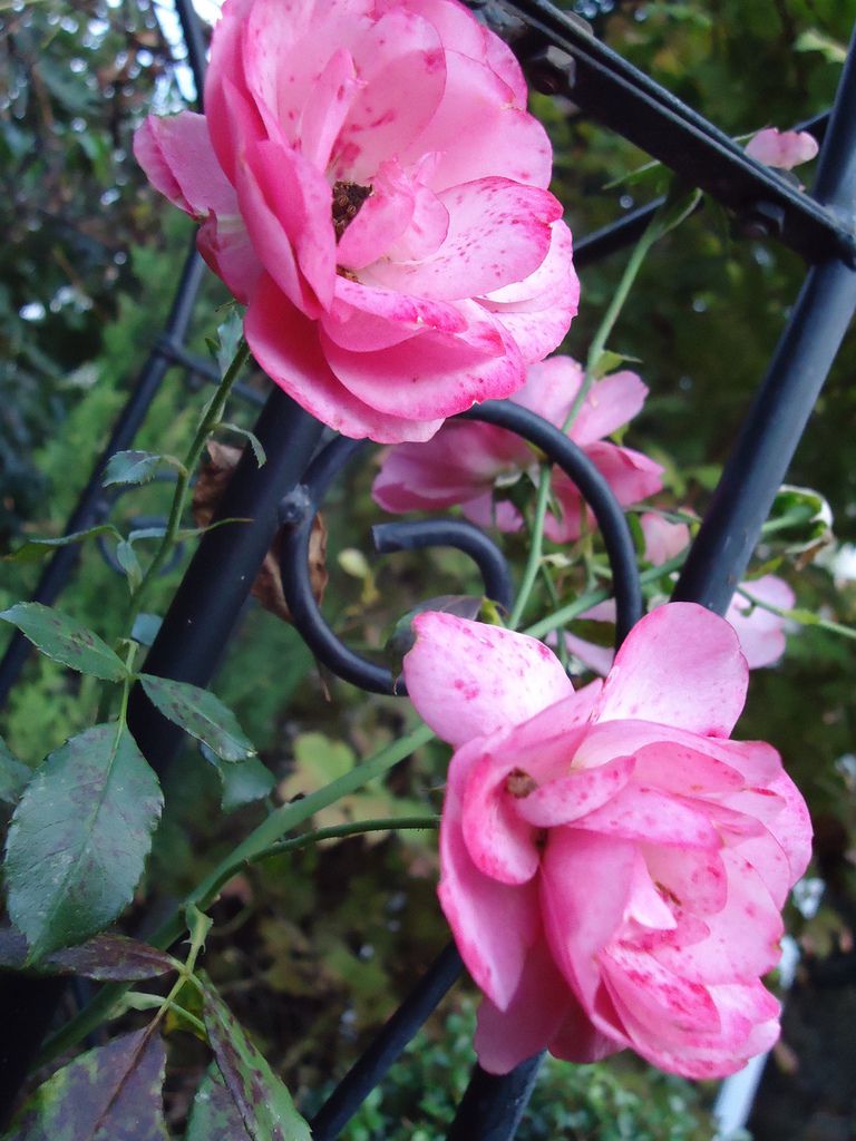 Toutes les roses de mon jardin "Le Clos Fleuri"