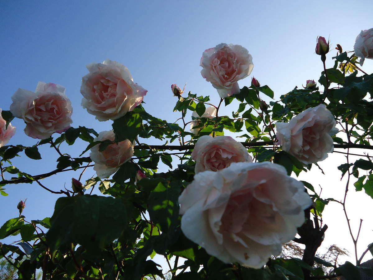 Toutes les roses de mon jardin "Le Clos Fleuri"