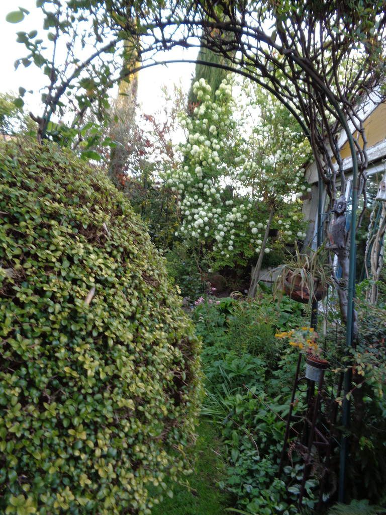 Photos prises ce matin dans mon jardin Le Clos Fleuri 