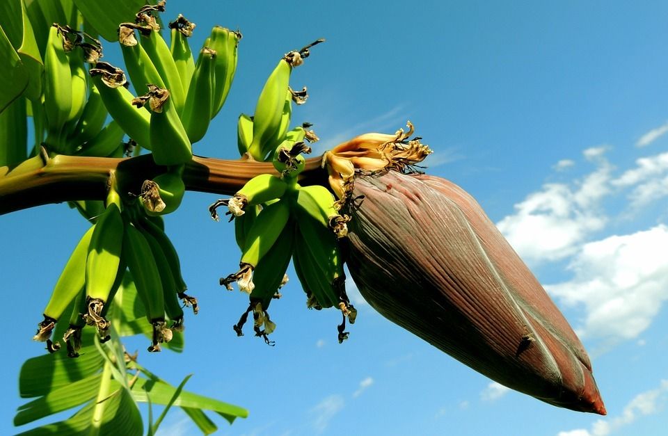 Le régime Banane merci la lipase - Green Maman