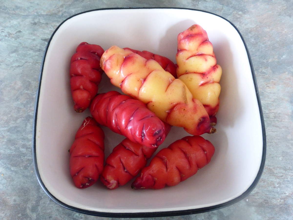 Expérience culinaire n°5 Le new zealand yam Aotearoa