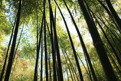 kann man bambus essen