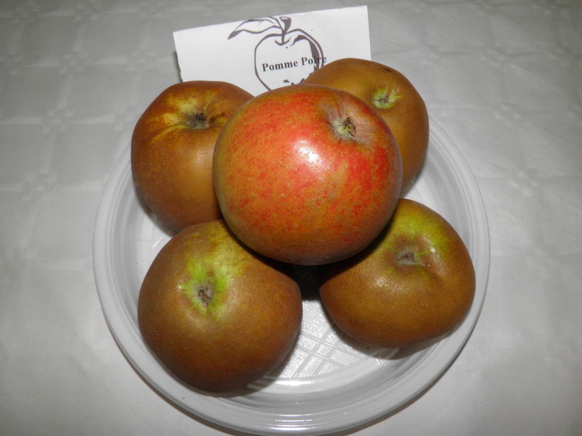 Différentes sortes de pommes à cidre et à couteau - Le blog de la Confrérie  des Fins Goustiers du Haut-Maine et Pail