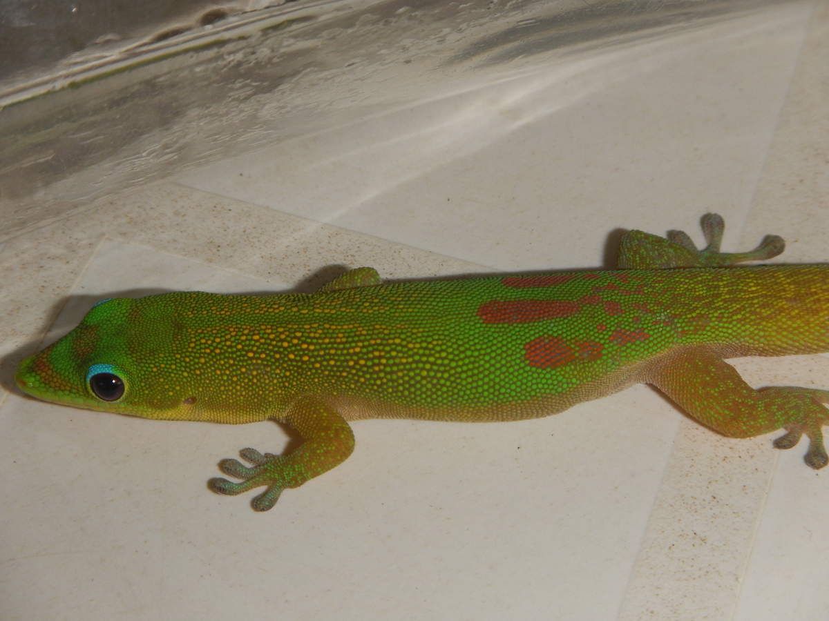 Le Margouillat de Mayotte Allier à