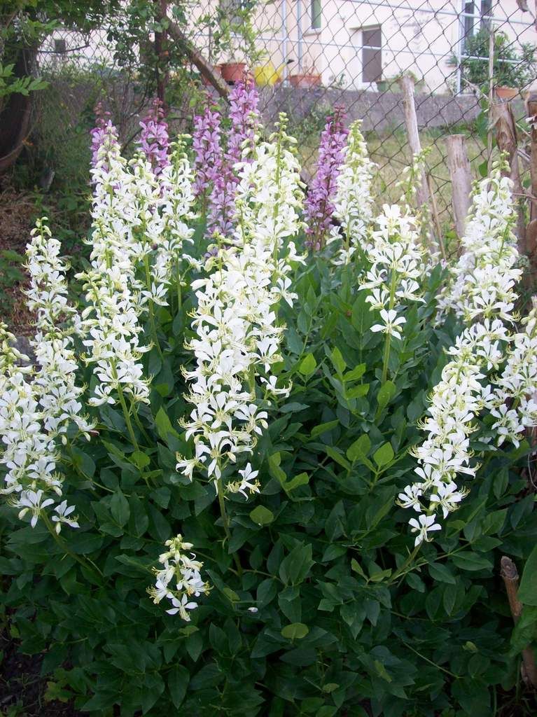 Offene Gärten in der Uckermark Blog von anais