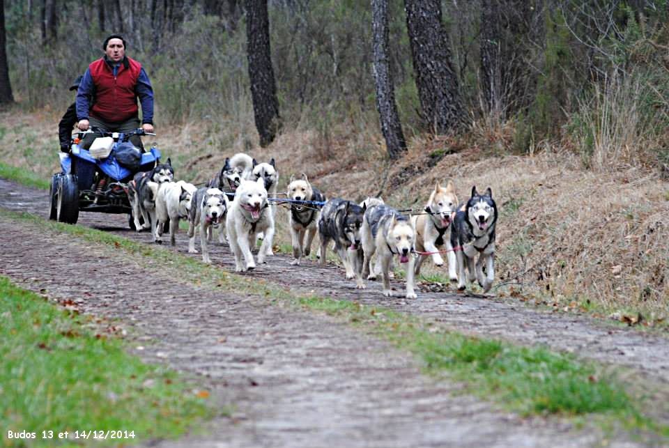 chien rencontre