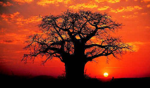 « Si le baobab existe encore, c’est qu’il n’a jamais cherché à résister au vent  » proverbe bambara, Mali