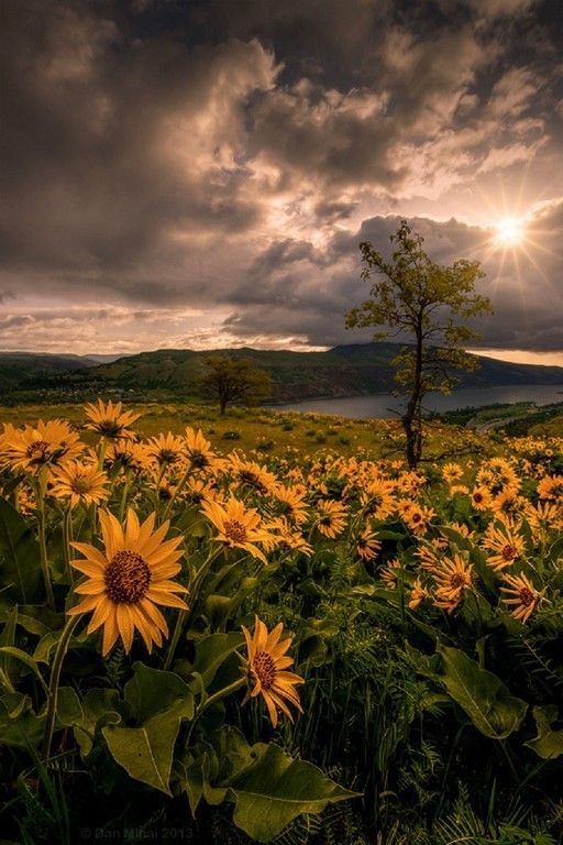 La beauté est partout dans la nature (42 Photos)