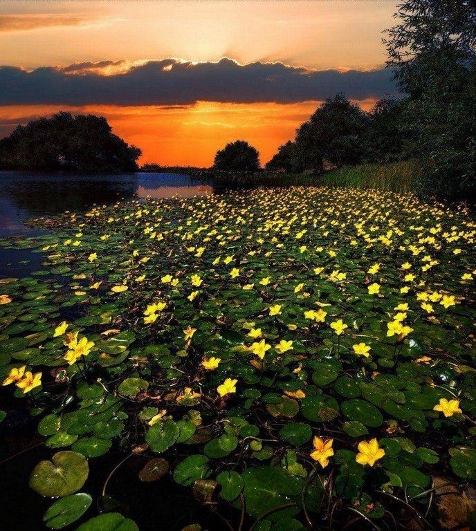 La beauté est partout dans la nature (42 Photos)