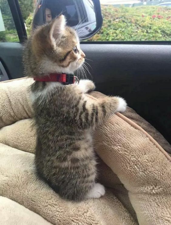 Jeudi 8 aoÃ»t, JournÃ©e internationale du chat (17 Photos)