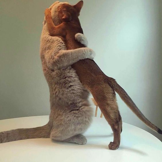 Blogues Jeudi 8 Ao T Journ E Internationale Du Chat 17 Ma Plan te 