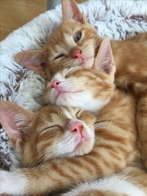 Jeudi 8 aoÃ»t, JournÃ©e internationale du chat (17 Photos)