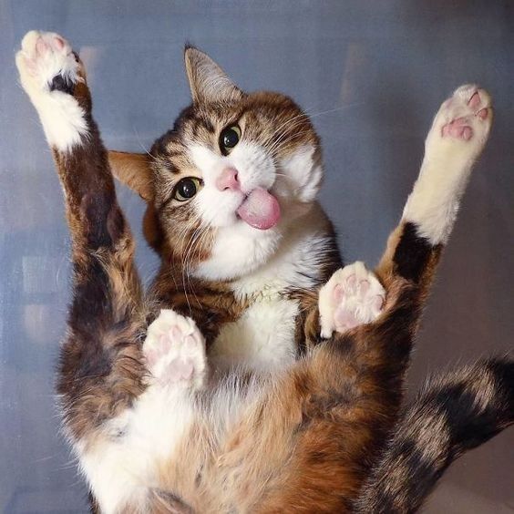 Jeudi 8 aoÃ»t, JournÃ©e internationale du chat (17 Photos)