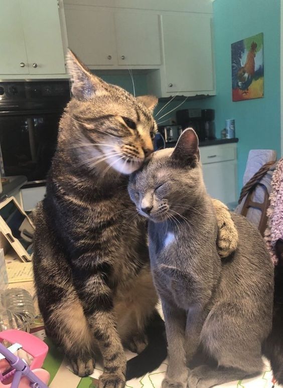 Jeudi 8 aoÃ»t, JournÃ©e internationale du chat (17 Photos)