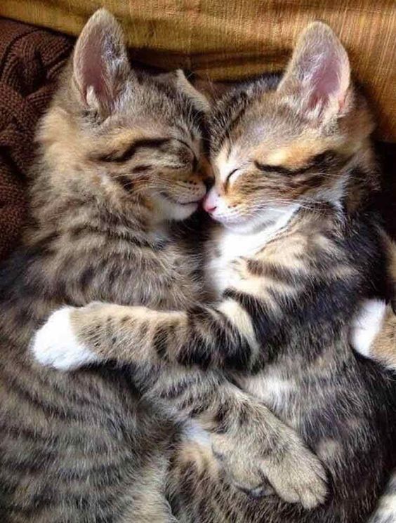 Jeudi 8 aoÃ»t, JournÃ©e internationale du chat (17 Photos)