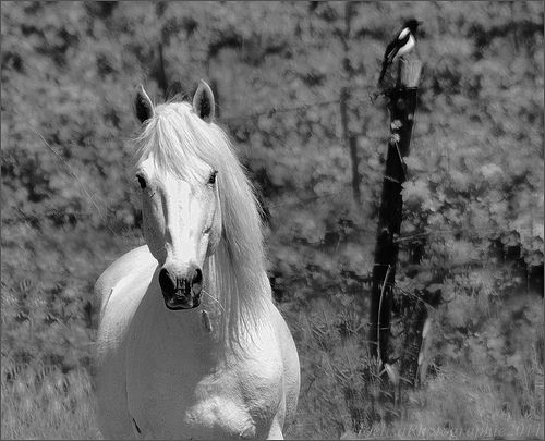 cheval rencontres amitié
