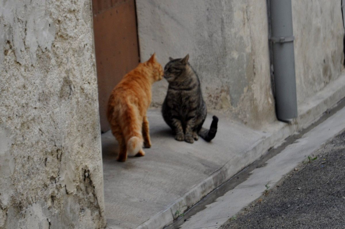 chachou rencontre