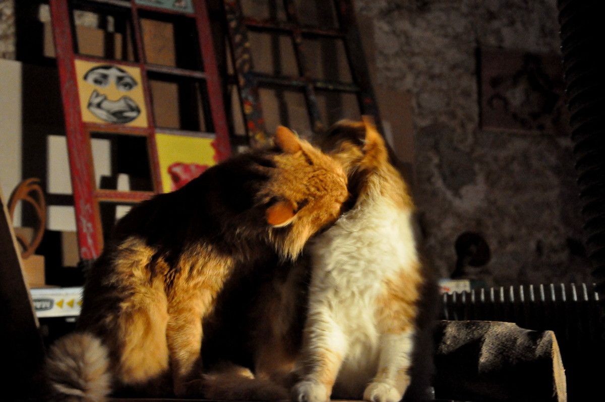 chachou rencontre