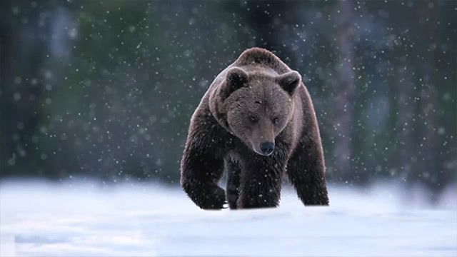 Rencontre ours brun
