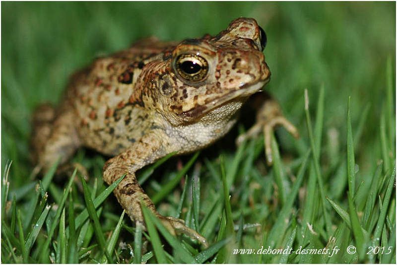 signification rencontre animaux