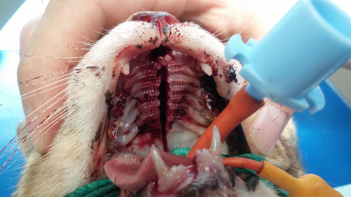 Gestion d'un trauma facial chez un chat - Soins orthodontiques,  endodontiques, implantologie, stomatologie et parodontologie pour les  chiens et les chats