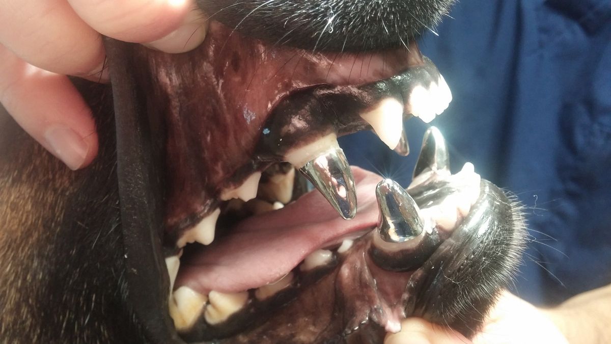 Pose de 4 couronnes chez un chien - Soins orthodontiques, endodontiques,  implantologie, stomatologie et parodontologie pour les chiens et les chats
