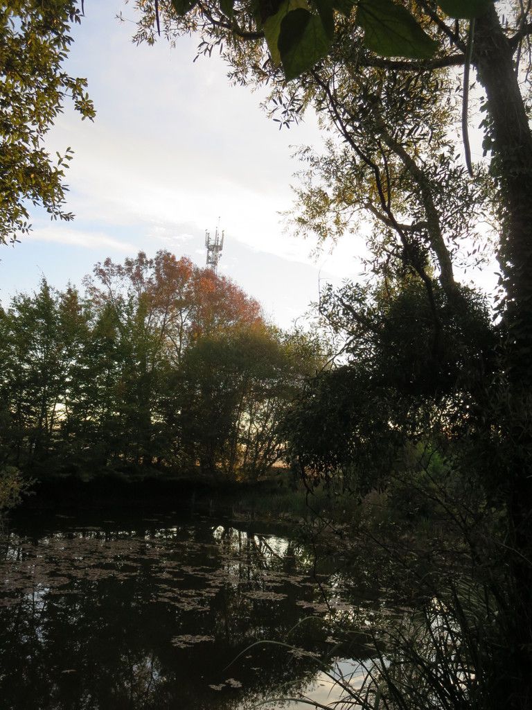 Je reste un long moment au bord de l'étang à savourer ce bien être d'un début de journée  dans la douceur de l'automne qui s'approche à pas mesurés ....