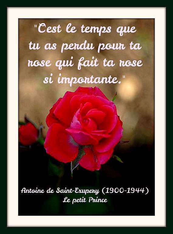 Citation Rose Balades Comtoises