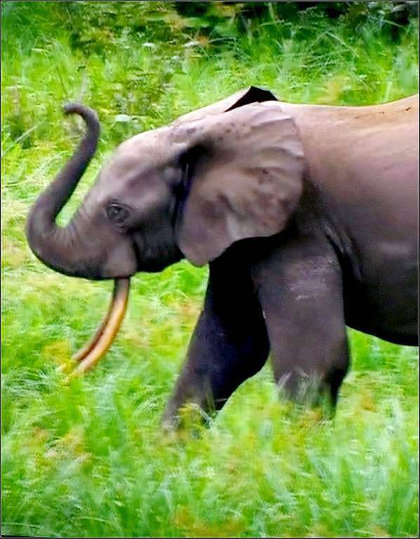 Animaux sauvages - éléphant