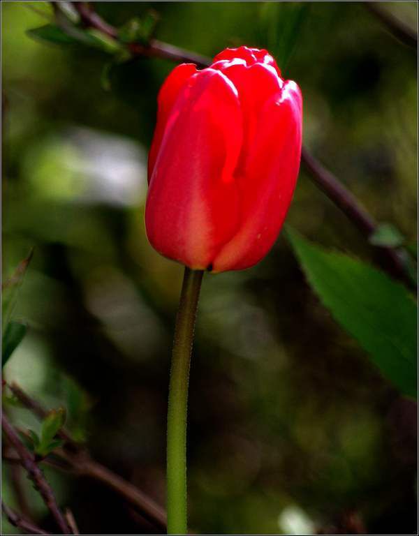 Les fleurs - tulipe