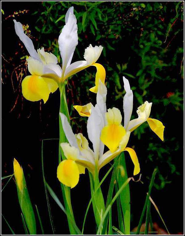 Les fleurs - iris