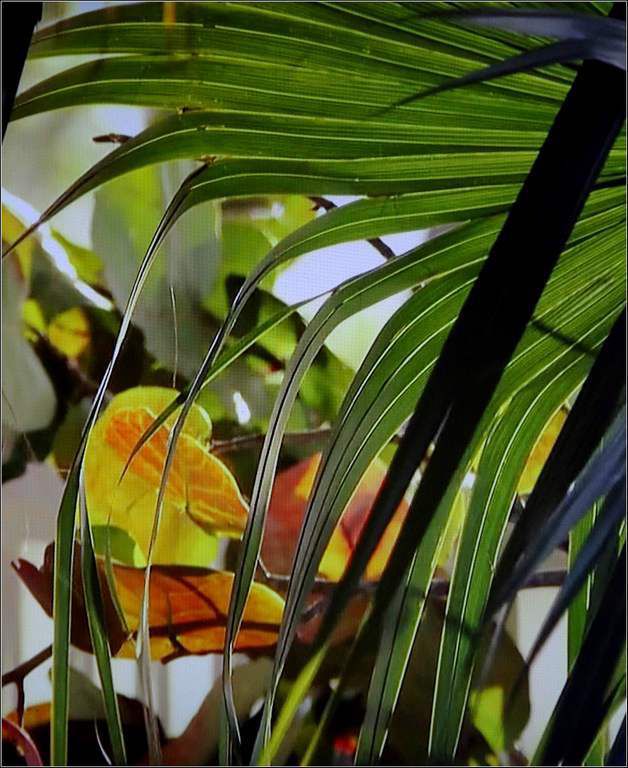 Images nature - palmier